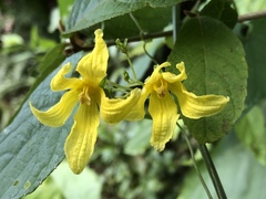 Thladiantha punctata