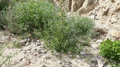 Johnstonella holoptera