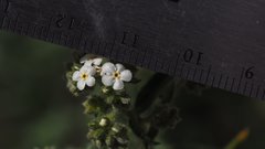 Johnstonella holoptera