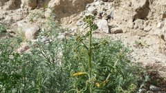 Johnstonella holoptera