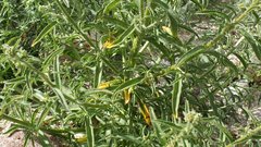 Johnstonella holoptera