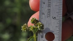 Johnstonella holoptera