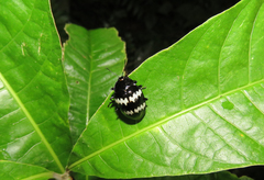 Prepopharus bitaeniatus