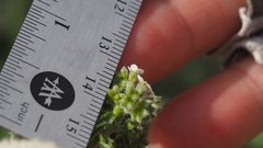 Johnstonella holoptera