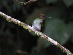 Haplophaedia aureliae