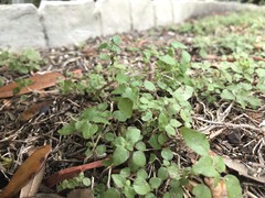 Parietaria floridana