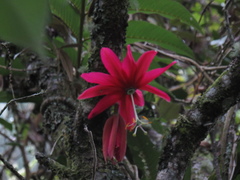 Passiflora antioquiensis