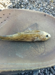 Gobiomorphus cotidianus
