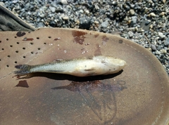 Gobiomorphus cotidianus