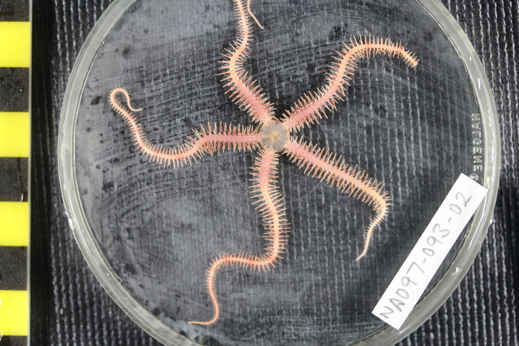 Brittle star (OTU EO01) (Seamounts of Canada's Large Offshore Pacific