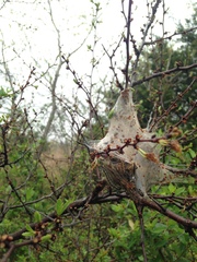 Malacosoma americana