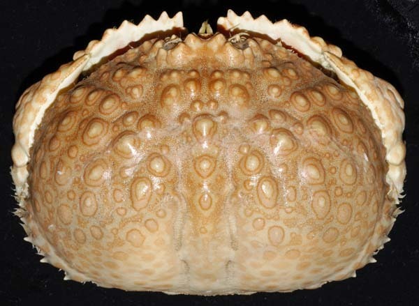 Japanese Box Crab