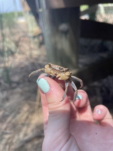 Squareback Marsh Crab, N Bald Head Wynd, Bald Head Island, NC, US, photo 8 of 10