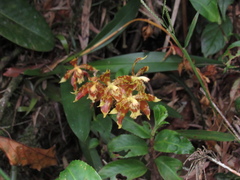 Oncidium sceptrum