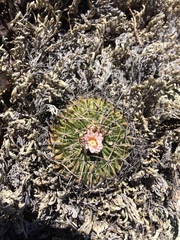 Echinofossulocactus crispatus