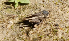 Paratettix mexicanus