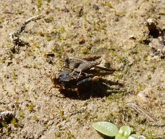 Paratettix mexicanus