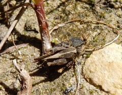 Paratettix mexicanus