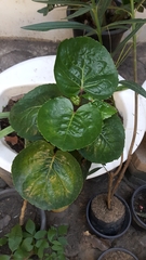 Polyscias scutellaria