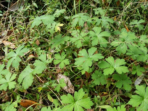 Geranium homeanum