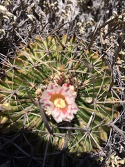 Echinofossulocactus crispatus