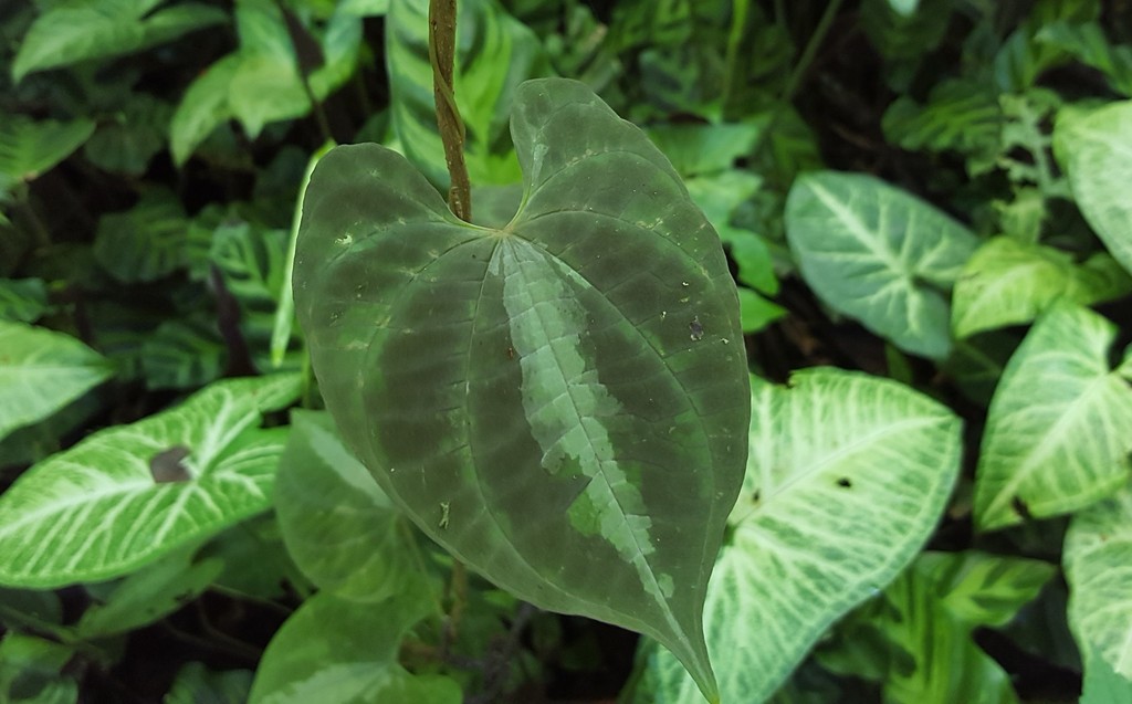 Dioscorea discolor 2