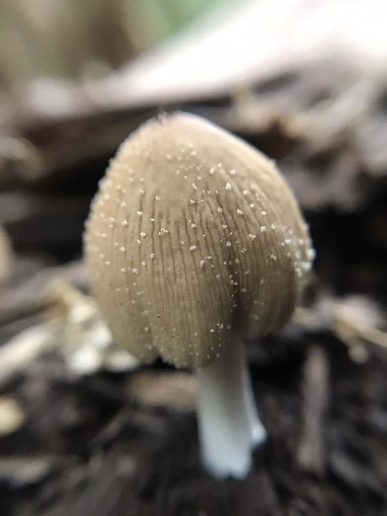 Coprinellus micaceus · August 2023 · photo: © tutitah (iNaturalist, cc0)