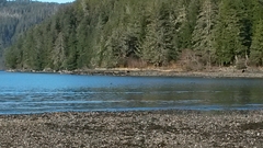 Melanitta perspicillata