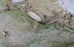 Gelastocoris