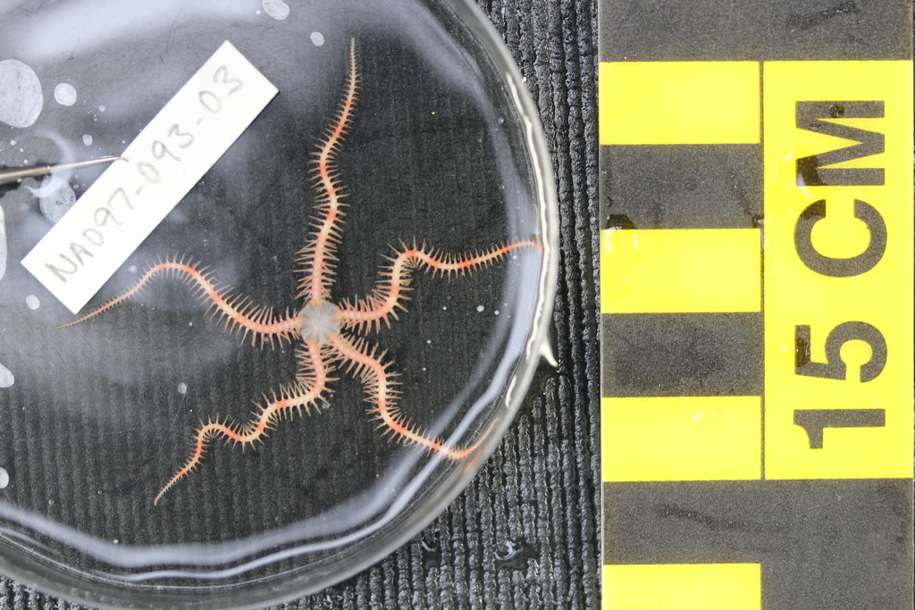 Brittle star (OTU EO01) (Seamounts of Canada's Large Offshore Pacific