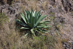 Agave maximiliana