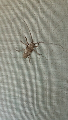 Lochmaeocles pseudovestitus