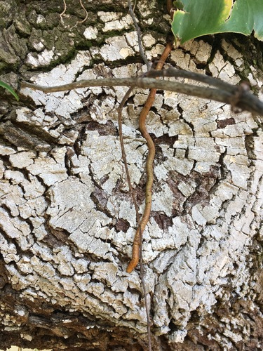 Epipremnum aureum image