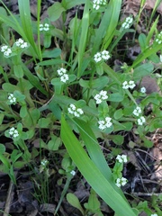 Valerianella radiata