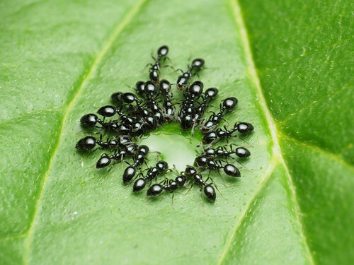 Little Black Ants photo 3