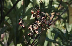Adenanthera