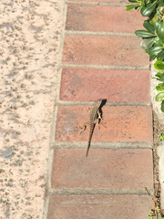 Sceloporus occidentalis
