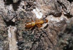 Opisthopsis jocosa