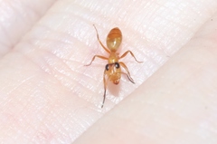 Opisthopsis jocosa