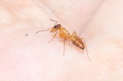 Opisthopsis jocosa