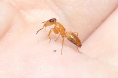 Opisthopsis jocosa