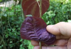 Dioscorea dodecaneura