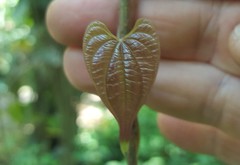 Dioscorea dodecaneura