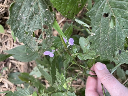 Hypoestes triflora image