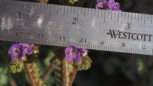 Phacelia crenulata var. minutiflora