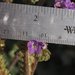 Phacelia crenulata minutiflora - Photo (c) Fred Melgert / Carla Hoegen, algunos derechos reservados (CC BY-NC), subido por Fred Melgert / Carla Hoegen