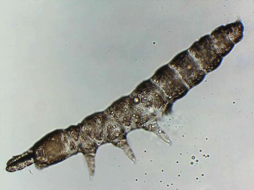 Representative image of Mesaphorura