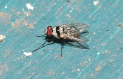 Anthomyia silvestris
