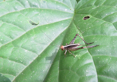 Eneoptera surinamensis