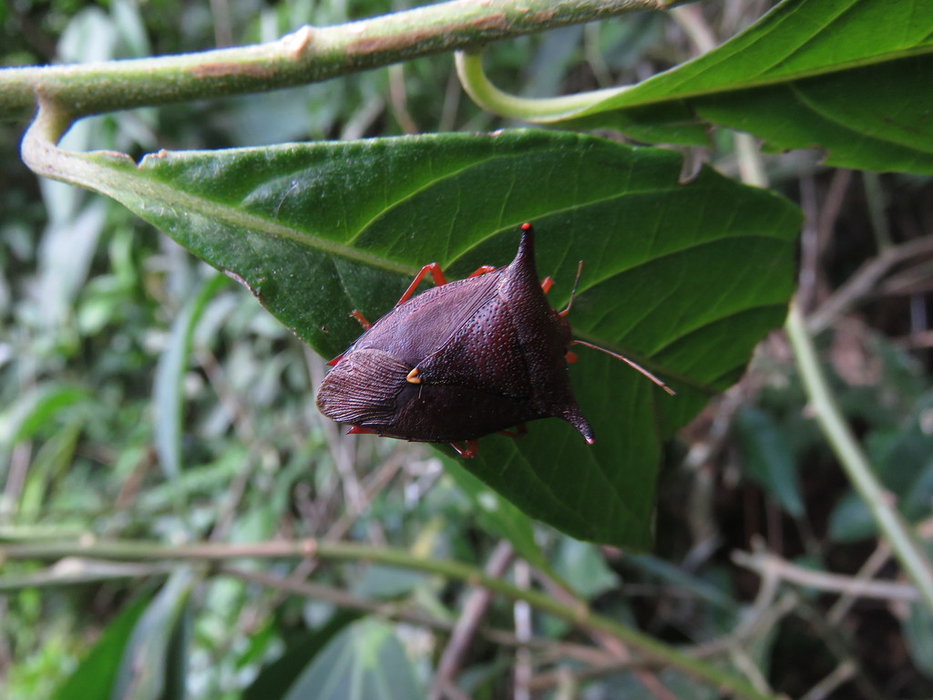 Taurocerus edessoides edessoides
